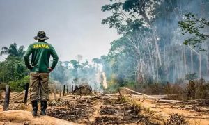 Supremo Tribunal Federal decidirá sobre crimes contra espécies ameaçadas