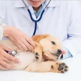 Filhote de cachorro em consulta veterinária recebendo atenção de um profissional de saúde animal.