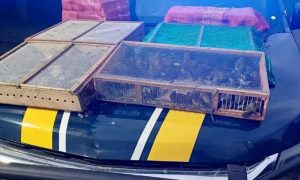 Cercados e animais silvestres apreendidos durante operação policial, expostos no capô de um veículo de autoridade de segurança pública, relacionados à proteção dos direitos de animais e combate ao tráfico de fauna.